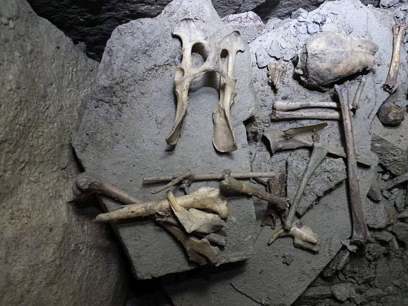 Kości odnalezione w jaskini nad Meszną
