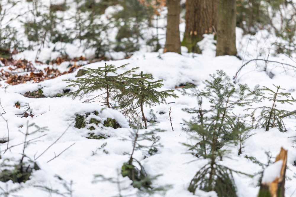 aturalne odnowienia lasu - młode jodły 