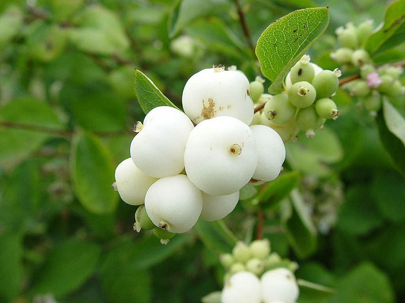 Śnieguliczka